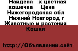Найдена 3-х цветная кошечка  › Цена ­ 1 - Нижегородская обл., Нижний Новгород г. Животные и растения » Кошки   